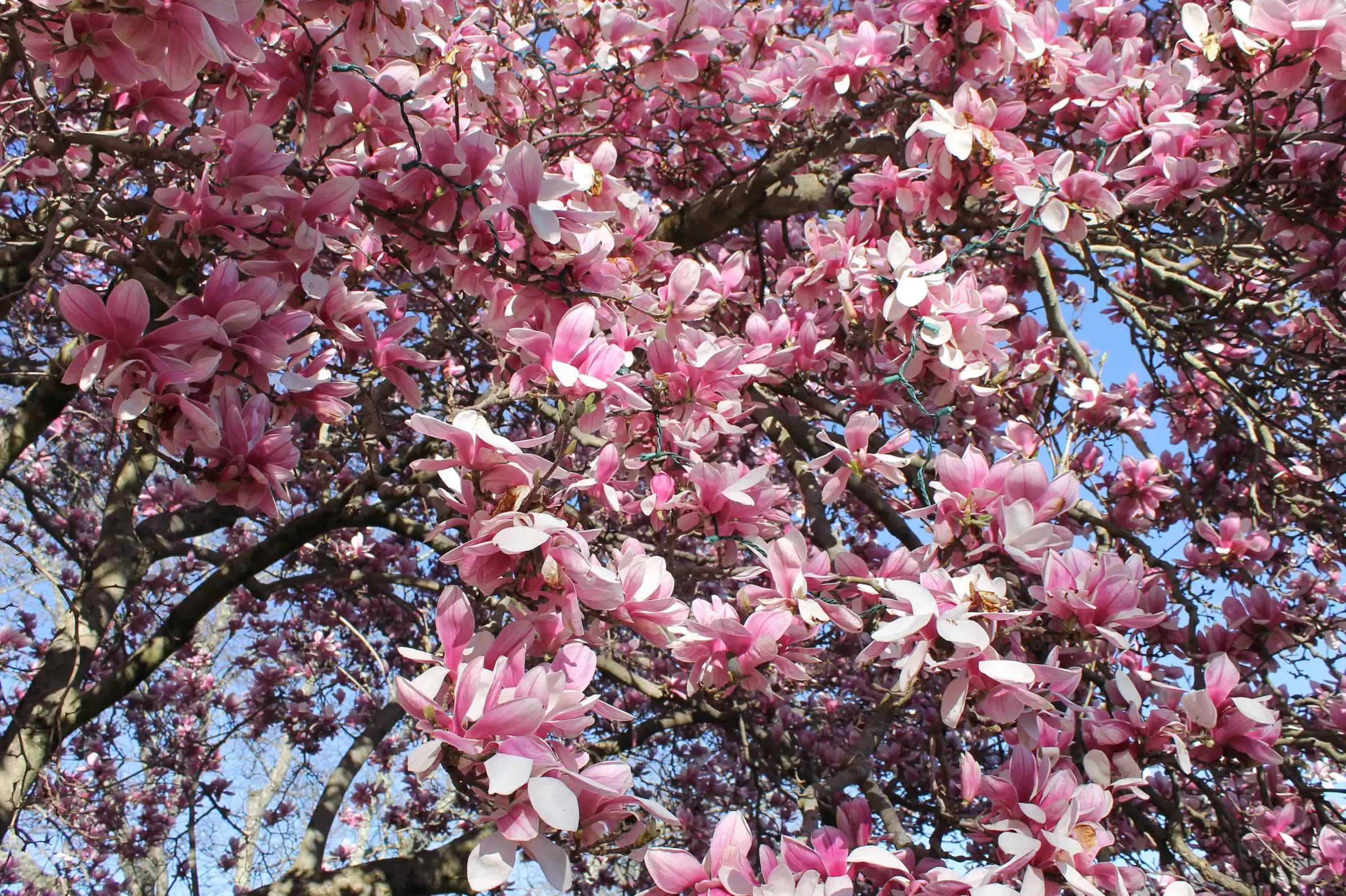 Arboriculture Intelligence
