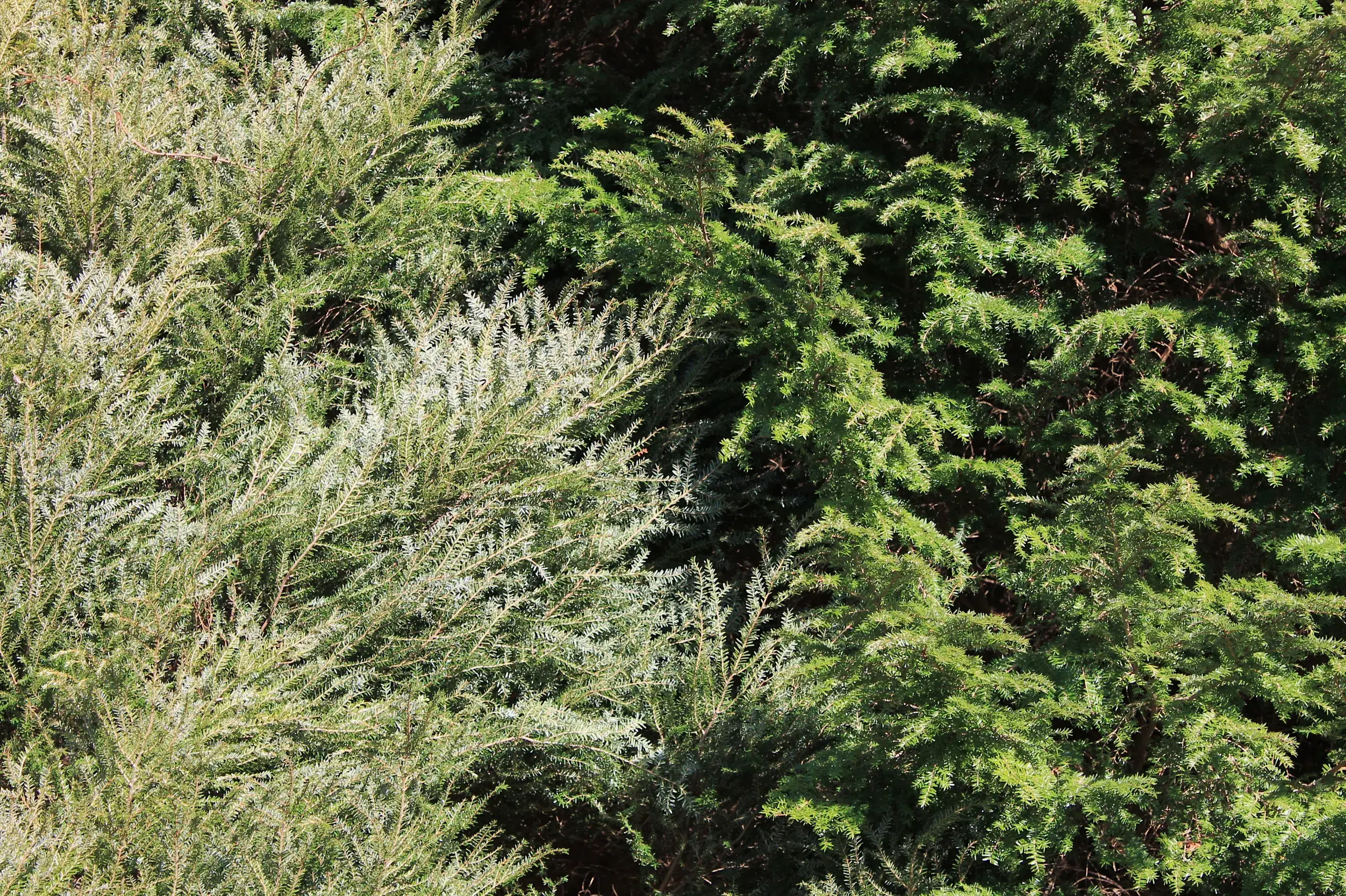 ArborActive arborist assessing trees on a property