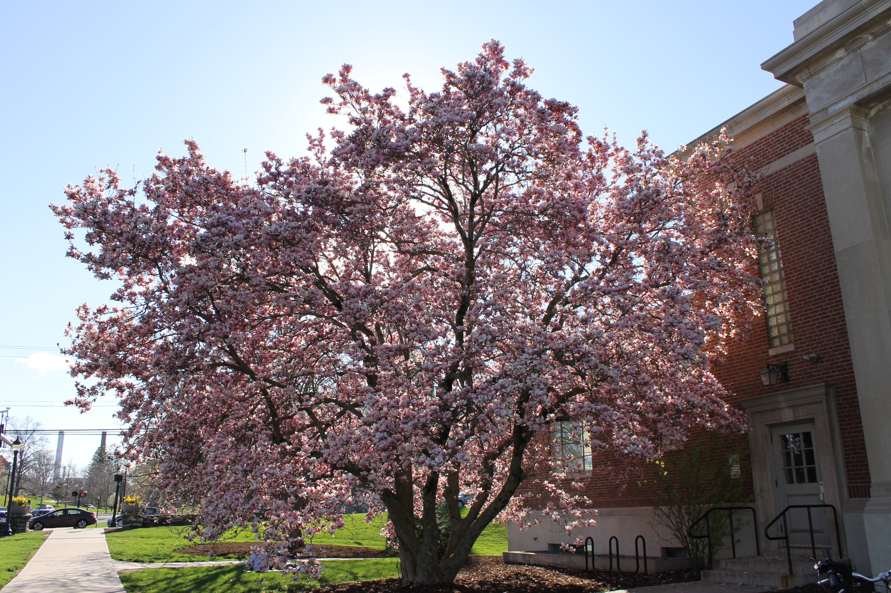 Commercial Landscape Management